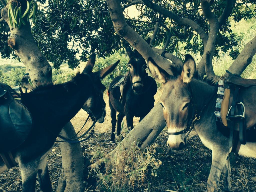 Azienda Agrituristica Tenuta Pizzolungo เอริเช ภายนอก รูปภาพ