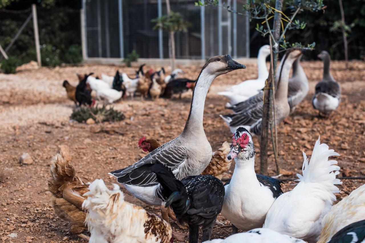 Azienda Agrituristica Tenuta Pizzolungo เอริเช ภายนอก รูปภาพ