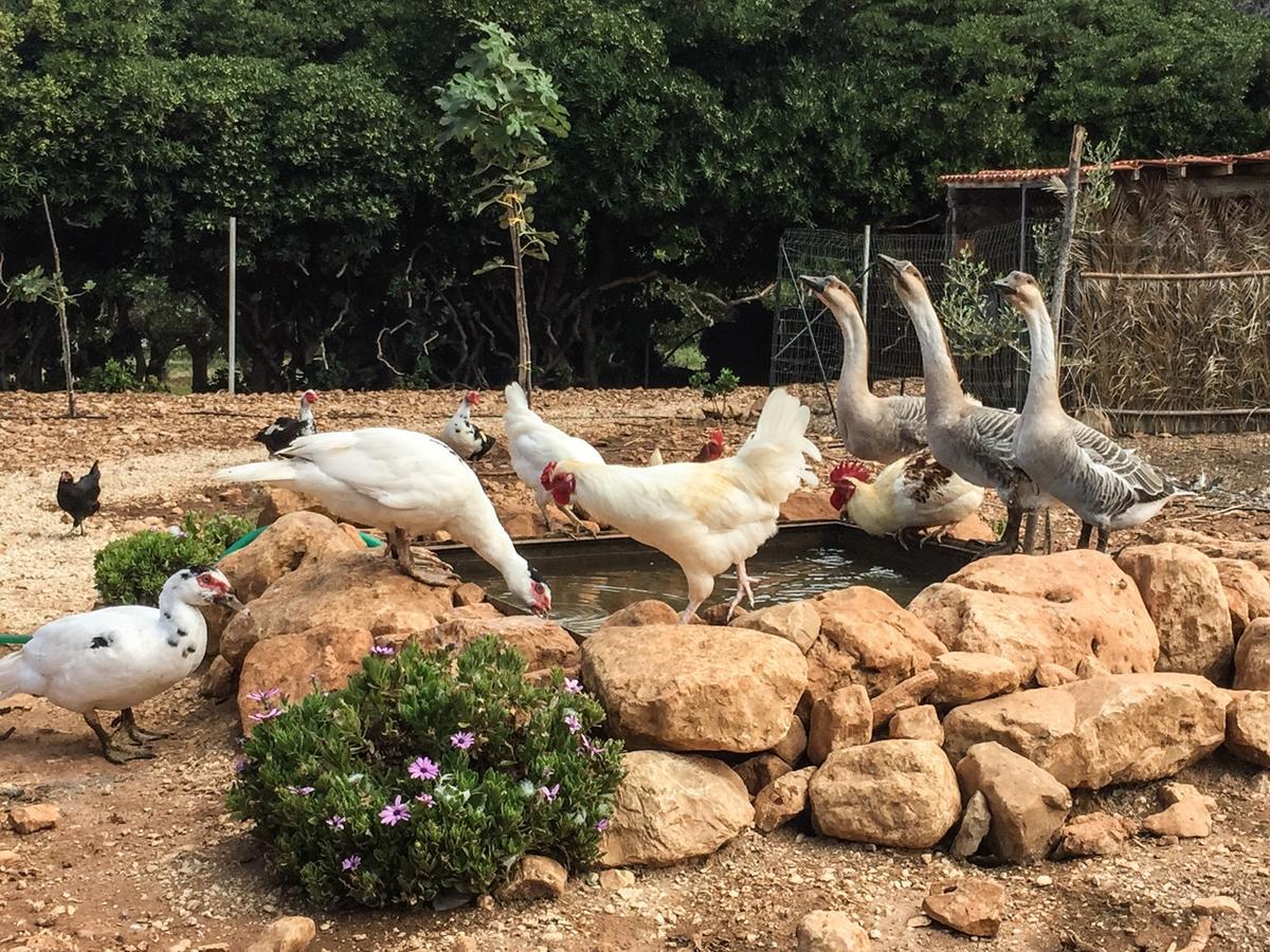 Azienda Agrituristica Tenuta Pizzolungo เอริเช ภายนอก รูปภาพ