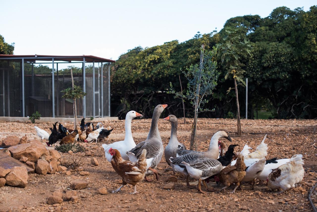 Azienda Agrituristica Tenuta Pizzolungo เอริเช ภายนอก รูปภาพ